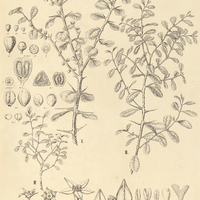 30. SCUTIA I. arenicola. II. buxifolia.
