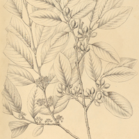 31. RAHMNIDIUM elaeocarpum.