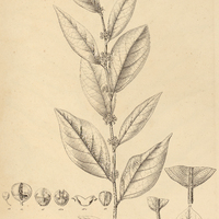 32. CORMONEMA spinosum.