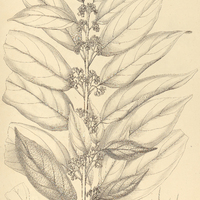 33. COLUBRINA rufa.