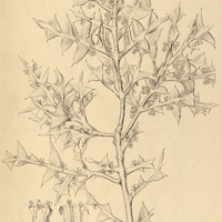 34. COLLETIA cruciata.