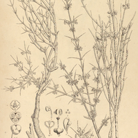 35. DISCARIA febrifuga.