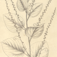 36. GOUANIA latifolia.