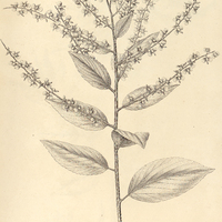 37. GOUANIA virgata.