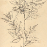 38. GOUANIA Blanchetiana.