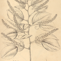39. GOUANIA corylifolia.
