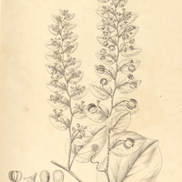 40. REISSEKIA cordifolia.
