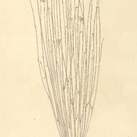 41. CRUMENARIA erecta.