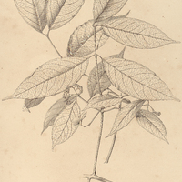 42. HIPPOCRATEA tenuiflora.