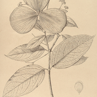 43. HIPPOCRATEA inundata.