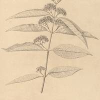 44. HIPPOCRATEA decussata.