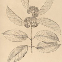 45. SALACIA diffusiflora.