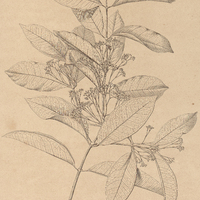 46. SALACIA tenuicula.