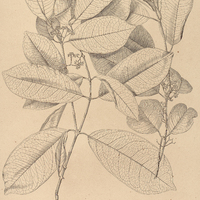 47. SALACIA ? Riedeliana.
