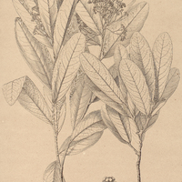 48. SALACIA micrantha.