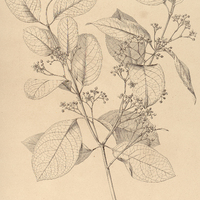 49. SALACIA paniculata.