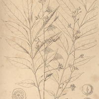 52. CABRALEA pallescens.