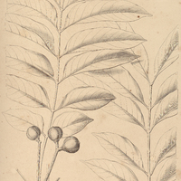 53. CABRALEA laevis.