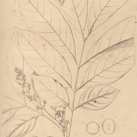 54. GUAREA rosea.