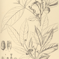 55. GUAREA. I. pubiflora, II. trichilioides, III. Lessoniana.