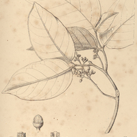 56. GUAREA Pohlii.
