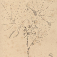 59. TRICHILIA flava.
