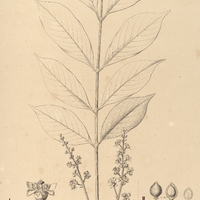60. TRICHILIA I. Glaziovii, II, macrophylla.