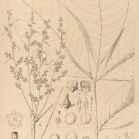 61. TRICHILIA I. insignis, II. multiflora, III. micrantha.