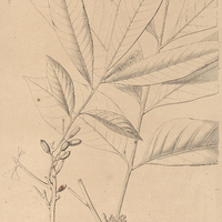 62. TRICHILIA silvatica.