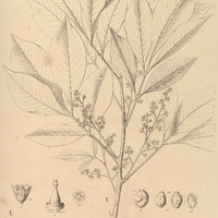 63. TRICHILIA I. hirsuta, II. Richardiana.