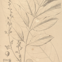 64. CARAPA Guianensis.