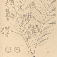 65. CEDRELA I. Glaziovii, II. fissilis.
