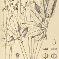 66. DIDYMOPANAX longepetiolatum.