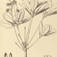 67. DIDYMOPANAX Selloi.
