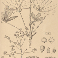68. DIDYMOPANAX macrocarpum.