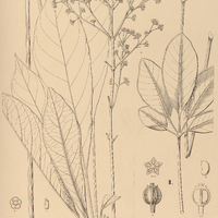 69. SCIADOPHYLLUM I. confusum, II. Japurense.