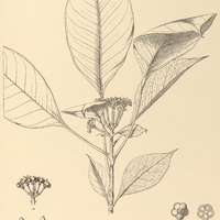 70. GILIBERTIA resinosa.