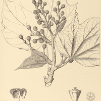 71. OREOPANAX fulvum.