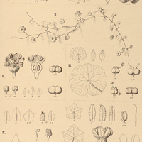 72. HYDROCOTYLE I. umbellata ?. Bonariensis, II. pusilla, III. modesta, IV. acuminata, V…