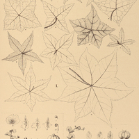 75. HYDROCOTYLE I. quinqueloba, II. hirta var. sessilis, III. hirsuta ?. exigua.