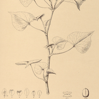 77. SPANANTHE panniculata.