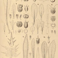 79. I. DIPOSIS saniculifolia; II. ERYNGIUM foetidum; III. E. nudicaule; IV. E. echinatum; V. E…