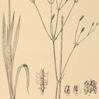 80. ERYNGIUM ebracteatum.