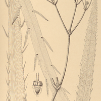 81. ERYNGIUM aloifolium.