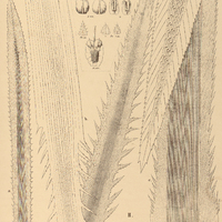82. ERYNGIUM I. serra, II. floribundum a. var. angustifolium, b. var. serroides, c. var…