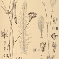 83. ERYNGIUM I. floribundum ?. angustifolium, II. ciliatum.