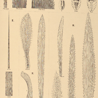 84. ERYNGIUM I. Chamissonis, II. pandanifolium, III. sanguisorba, IV. marginatum.