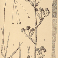 85. ERYNGIUM I. luzulifolium, II. Glaziovianum.