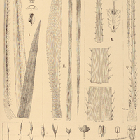 86. ERYNGIUM I. Koehneanum, II. hemisphaericum, III. Fluminense, eburneum, V. stenophyllum.