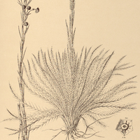87. ERYNGIUM pristis.